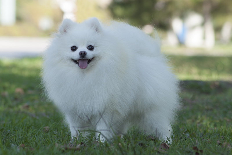 紫盈博美犬舍 博美犬|博美|白博美 博美犬舍